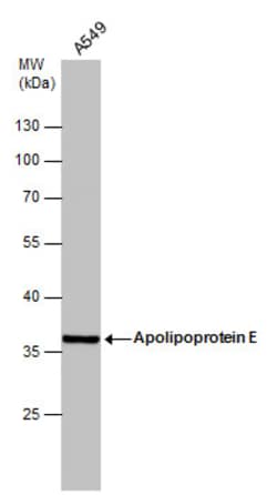 Invitrogen APOE Polyclonal Antibody 100 &mu;L; Unconjugated:Antibodies,