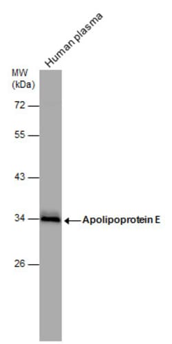 Invitrogen APOE Polyclonal Antibody 100 &mu;L; Unconjugated:Antibodies,