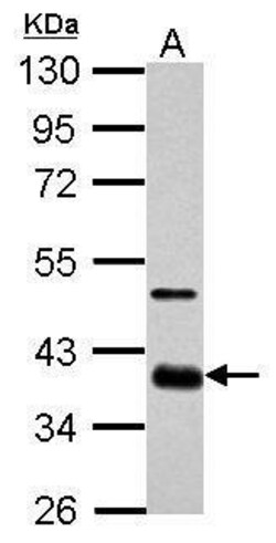 Invitrogen SOX2 Polyclonal Antibody 100 &mu;L; Unconjugated:Antikörper