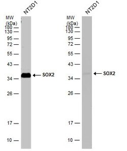 Invitrogen SOX2 Polyclonal Antibody 100 &mu;L; Unconjugated:Antikörper