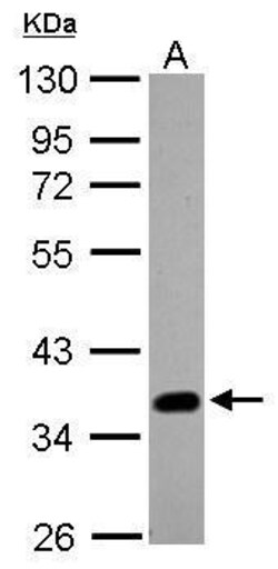 Invitrogen SOX2 Polyclonal Antibody 100 &mu;L; Unconjugated:Antikörper