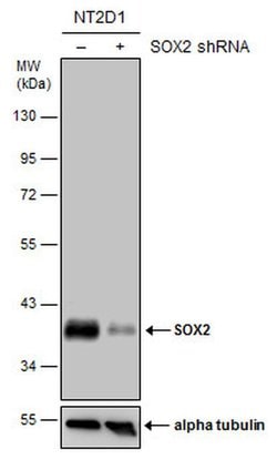Invitrogen SOX2 Polyclonal Antibody 100 &mu;L; Unconjugated:Antikörper