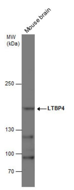 Invitrogen LTBP4 Polyclonal Antibody 100 &mu;L | Buy Online | Invitrogen&trade; | Fisher Scientific
