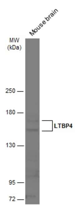 Invitrogen LTBP4 Polyclonal Antibody 100 &mu;L | Buy Online | Invitrogen&trade; | Fisher Scientific