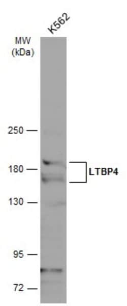 Invitrogen LTBP4 Polyclonal Antibody 100 &mu;L | Buy Online | Invitrogen&trade; | Fisher Scientific