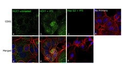 Invitrogen CD81 Polyclonal Antibody 100 &mu;L; Unconjugated:Antibodies,
