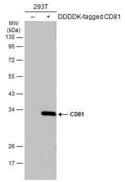 Invitrogen CD81 Polyclonal Antibody 100 &mu;L; Unconjugated:Antibodies,