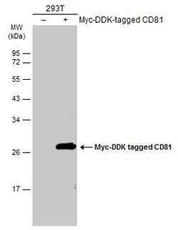 Invitrogen CD81 Polyclonal Antibody 100 &mu;L; Unconjugated:Antibodies,