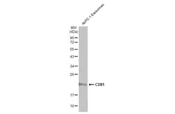 Invitrogen CD81 Polyclonal Antibody 100 &mu;L; Unconjugated:Antibodies,