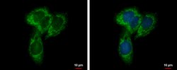 Invitrogen UQCRC1 Polyclonal Antibody 100 &mu;L; Unconjugated:Antibodies,