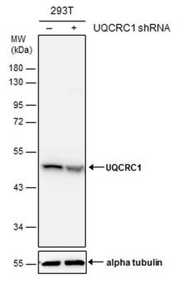 Invitrogen UQCRC1 Polyclonal Antibody 100 &mu;L; Unconjugated:Antibodies,