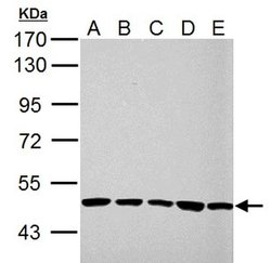 Invitrogen UQCRC1 Polyclonal Antibody 100 &mu;L; Unconjugated:Antibodies,