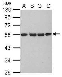Invitrogen alpha Tubulin Polyclonal Antibody 100 &mu;L; Unconjugated:Antibodies,