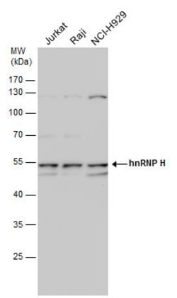 Invitrogen hnRNP H1 Polyclonal Antibody 100 &mu;L; Unconjugated:Antibodies,