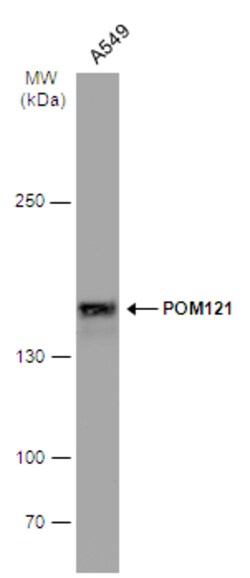 Invitrogen POM121 Polyclonal Antibody 100 &mu;L; Unconjugated:Antibodies,