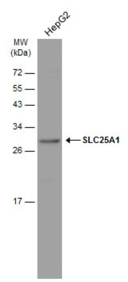 Invitrogen SLC25A1 Polyclonal Antibody 100 &mu;L; Unconjugated:Antibodies,