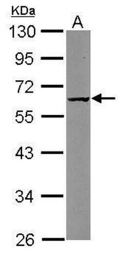 CARD8 Polyclonal Antibody, Invitrogen 100 &mu;L; Unconjugated:Antibodies,