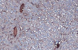 Invitrogen Albumin Polyclonal Antibody 100 &mu;L | Buy Online | Invitrogen&trade; | Fisher Scientific