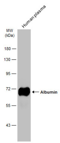 Invitrogen Albumin Polyclonal Antibody 100 &mu;L | Buy Online | Invitrogen&trade; | Fisher Scientific