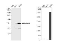 Invitrogen Albumin Polyclonal Antibody 100 &mu;L | Buy Online | Invitrogen&trade; | Fisher Scientific
