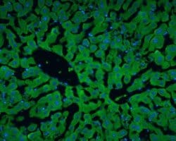 Invitrogen Albumin Polyclonal Antibody 100 &mu;L; Unconjugated:Antibodies,