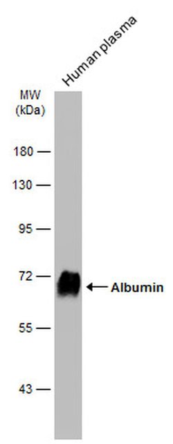 Invitrogen Albumin Polyclonal Antibody 100 &mu;L; Unconjugated:Antibodies,