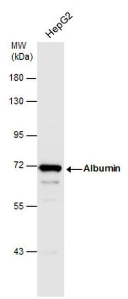 Invitrogen Albumin Polyclonal Antibody 100 &mu;L; Unconjugated:Antibodies,