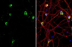 Invitrogen GRP78 Polyclonal Antibody 100 &mu;L; Unconjugated:Antibodies,