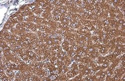 Invitrogen GRP78 Polyclonal Antibody 100 &mu;L; Unconjugated:Antibodies,
