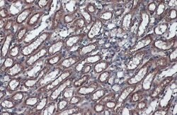Invitrogen GRP78 Polyclonal Antibody 100 &mu;L; Unconjugated:Antibodies,