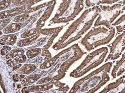 Invitrogen GRP78 Polyclonal Antibody 100 &mu;L; Unconjugated:Antibodies,