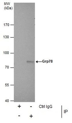 Invitrogen GRP78 Polyclonal Antibody 100 &mu;L; Unconjugated:Antibodies,