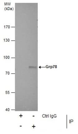 Invitrogen GRP78 Polyclonal Antibody 100 &mu;L | Buy Online | Invitrogen&trade; | Fisher Scientific