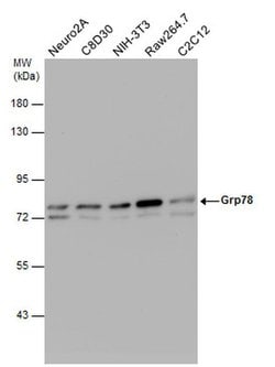 Invitrogen GRP78 Polyclonal Antibody 100 &mu;L; Unconjugated:Antibodies,