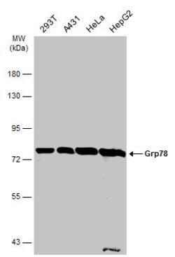 Invitrogen GRP78 Polyclonal Antibody 100 &mu;L; Unconjugated:Antibodies,