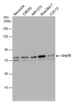 Invitrogen GRP78 Polyclonal Antibody 100 &mu;L; Unconjugated:Antibodies,