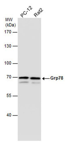 Invitrogen GRP78 Polyclonal Antibody 100 &mu;L; Unconjugated:Antibodies,
