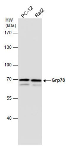 Invitrogen GRP78 Polyclonal Antibody 100 &mu;L; Unconjugated:Antibodies,