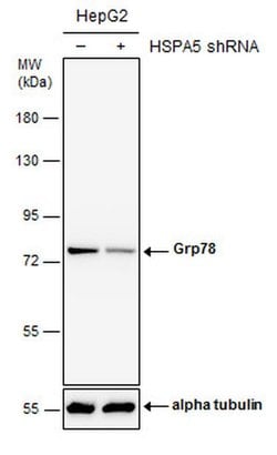 Invitrogen GRP78 Polyclonal Antibody 100 &mu;L; Unconjugated:Antibodies,