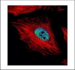Invitrogen Cyclin E Polyclonal Antibody 100 &mu;L; Unconjugated:Antibodies,