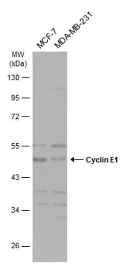 Invitrogen Cyclin E Polyclonal Antibody 100 &mu;L; Unconjugated:Antibodies,