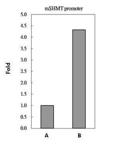 Invitrogen c-Myc Polyclonal Antibody 100 &mu;L; Unconjugated:Antibodies,