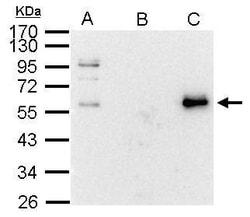 Invitrogen c-Myc Polyclonal Antibody 100 &mu;L; Unconjugated:Antibodies,