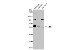 Invitrogen c-Myc Polyclonal Antibody 100 &mu;L; Unconjugated:Antibodies,