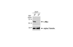 Invitrogen&trade;&nbsp;c-Myc Polyclonal Antibody