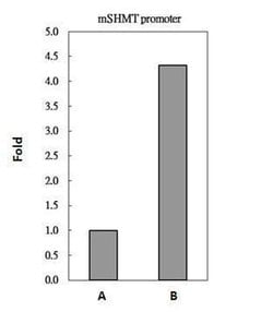 Invitrogen c-Myc Polyclonal Antibody 100 &mu;L; Unconjugated:Antibodies,
