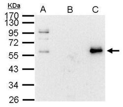 Invitrogen c-Myc Polyclonal Antibody 100 &mu;L; Unconjugated:Antibodies,