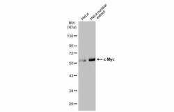 Invitrogen c-Myc Polyclonal Antibody 100 &mu;L; Unconjugated:Antibodies,