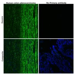 Invitrogen Desmin Polyclonal Antibody 100 &mu;L; Unconjugated:Antibodies,