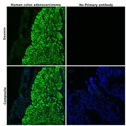 Invitrogen Desmin Polyclonal Antibody 100 &mu;L; Unconjugated:Antibodies,